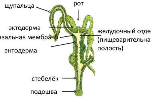 Kraken 8 at сайт